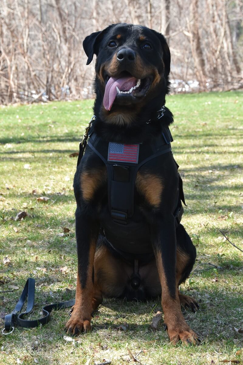 九年制义务安全狗雷米,一个15个月大的罗特韦尔犬